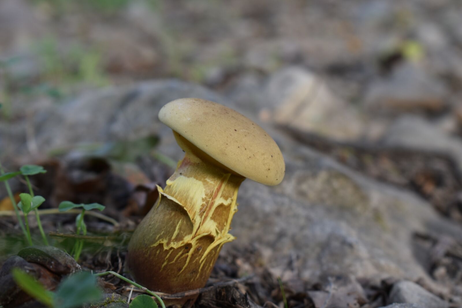 Nikon D3500 sample photo. Mushroom, rocks, earth photography
