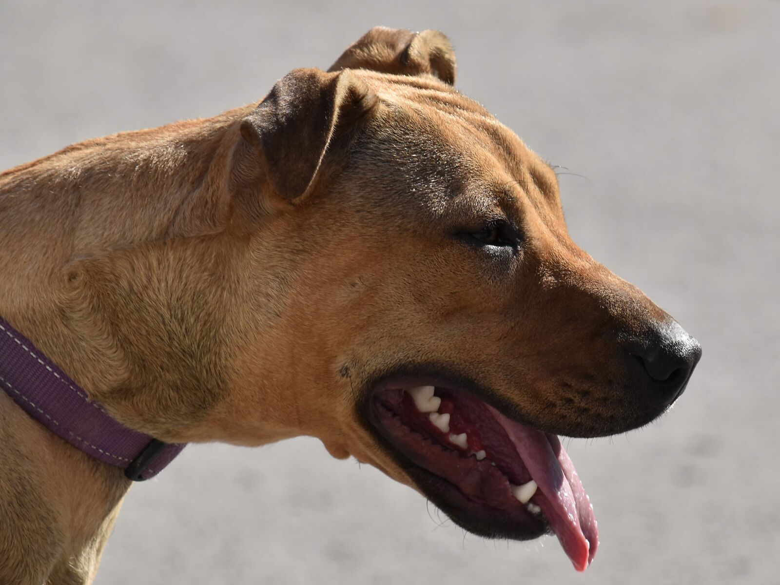 Nikon D5500 sample photo. Boxer, dog, portrait, profile photography