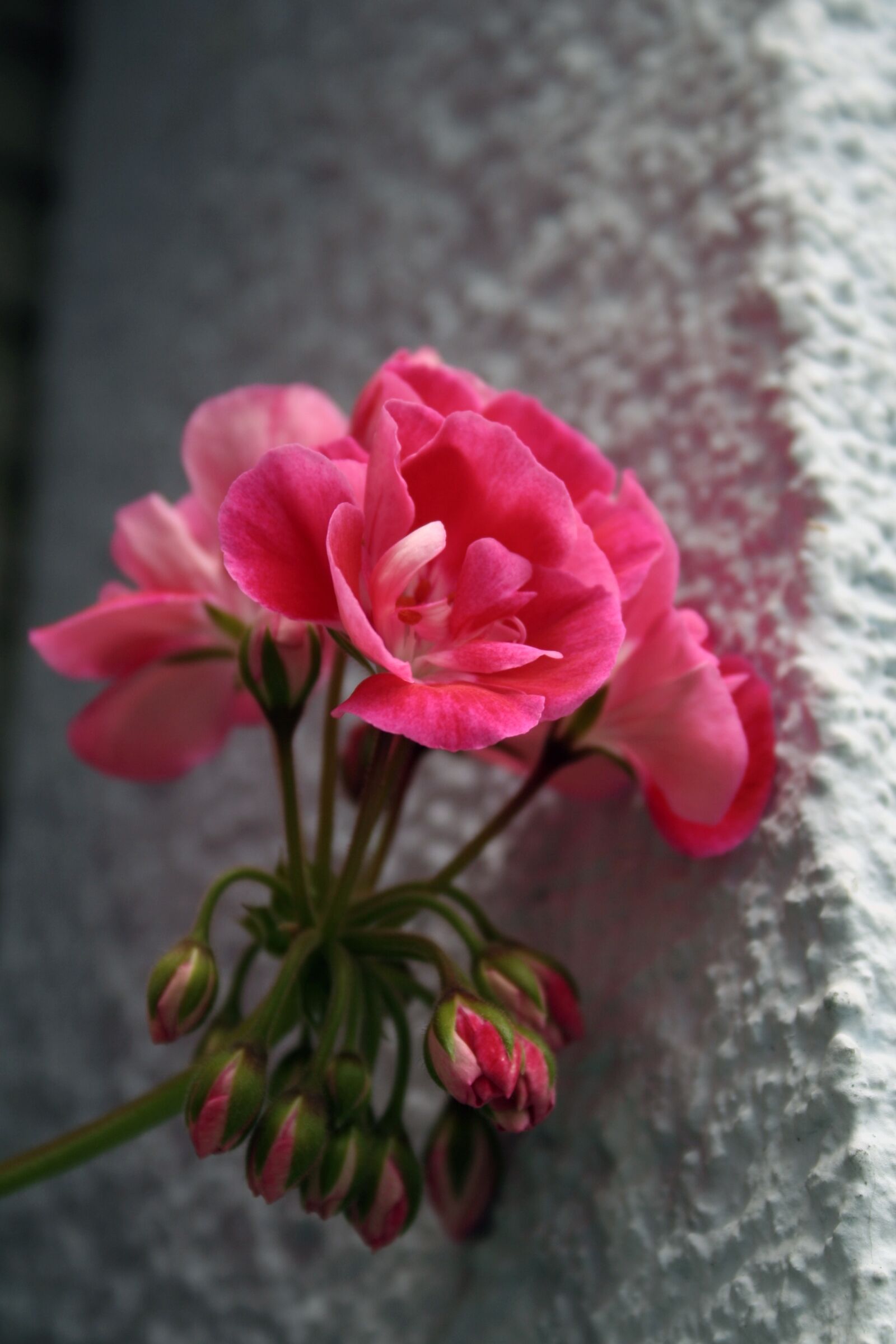 Canon EOS 350D (EOS Digital Rebel XT / EOS Kiss Digital N) sample photo. Geranium, flowers, nature photography
