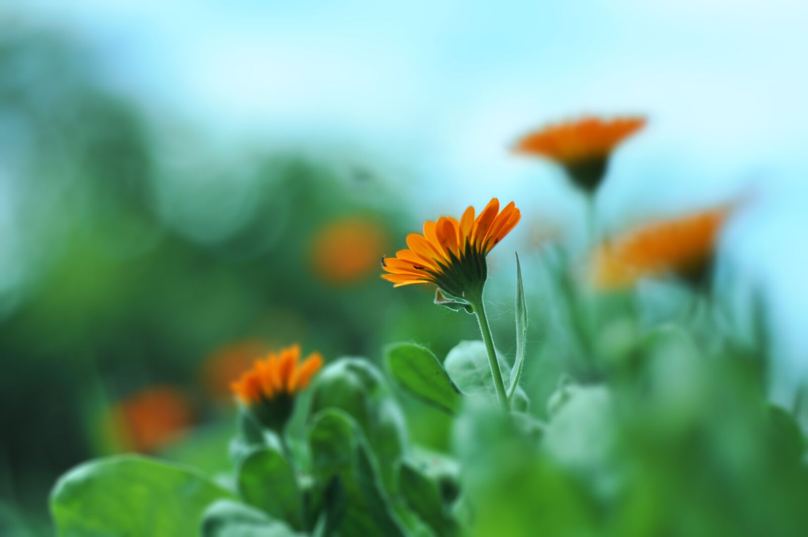 Nikon D90 sample photo. Flower, drug, sky photography