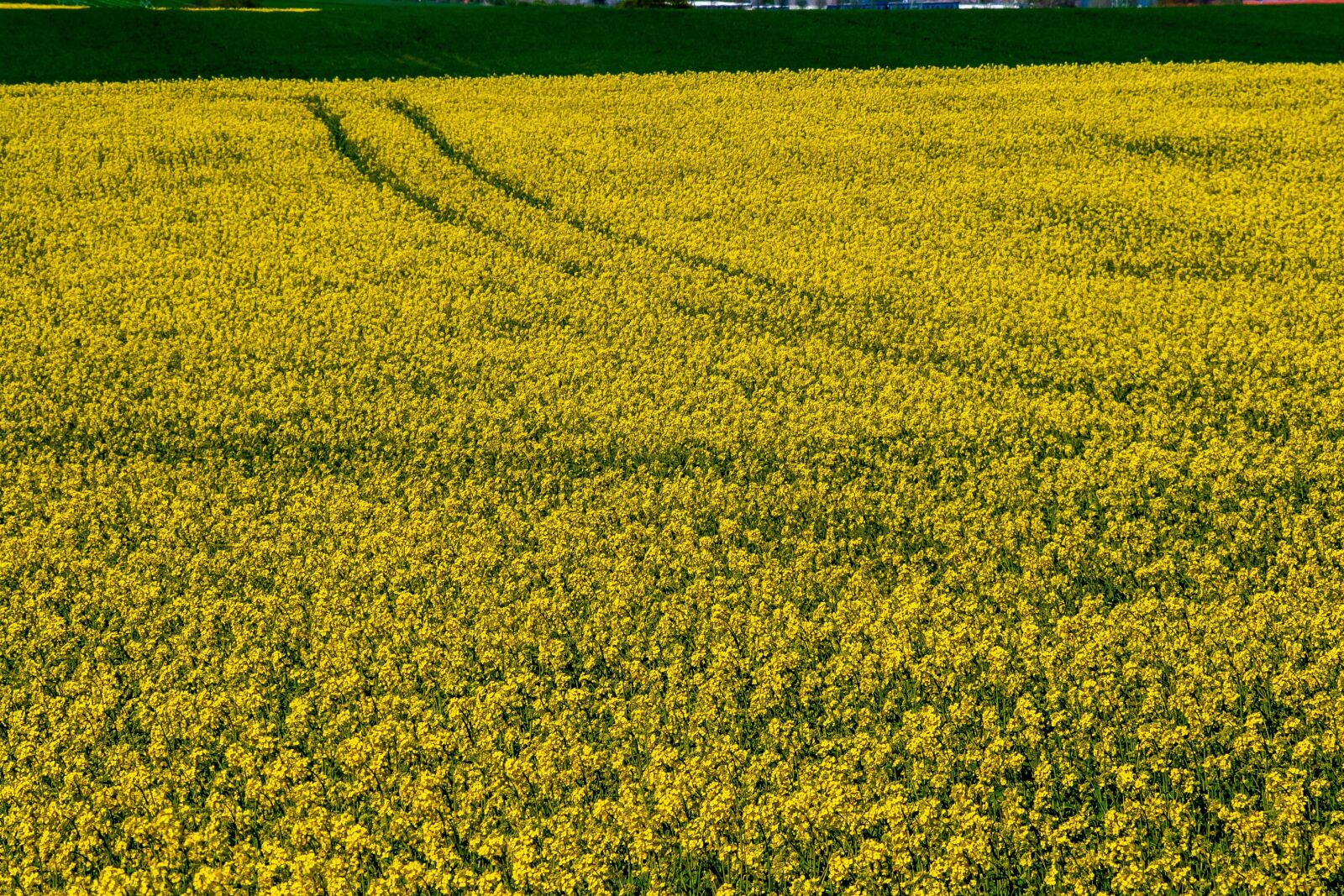 Canon EOS 400D (EOS Digital Rebel XTi / EOS Kiss Digital X) sample photo. Yellow, nature, landscapes photography