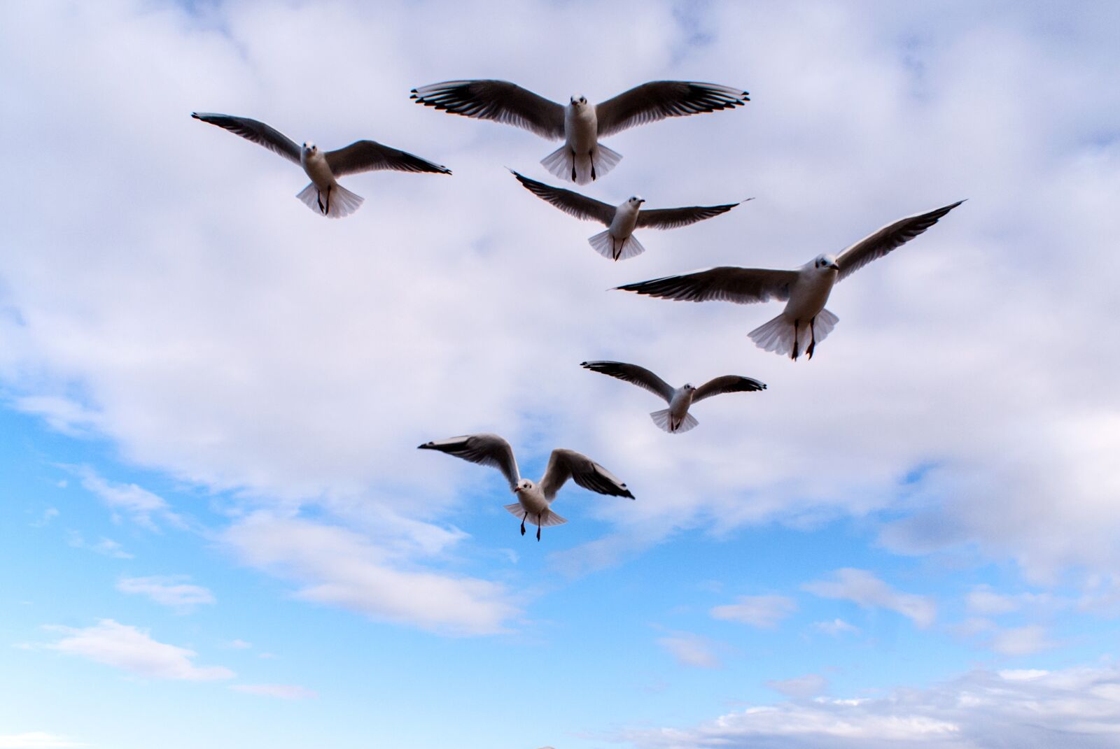 Sony Alpha DSLR-A100 sample photo. Birds, sky, the seagulls photography