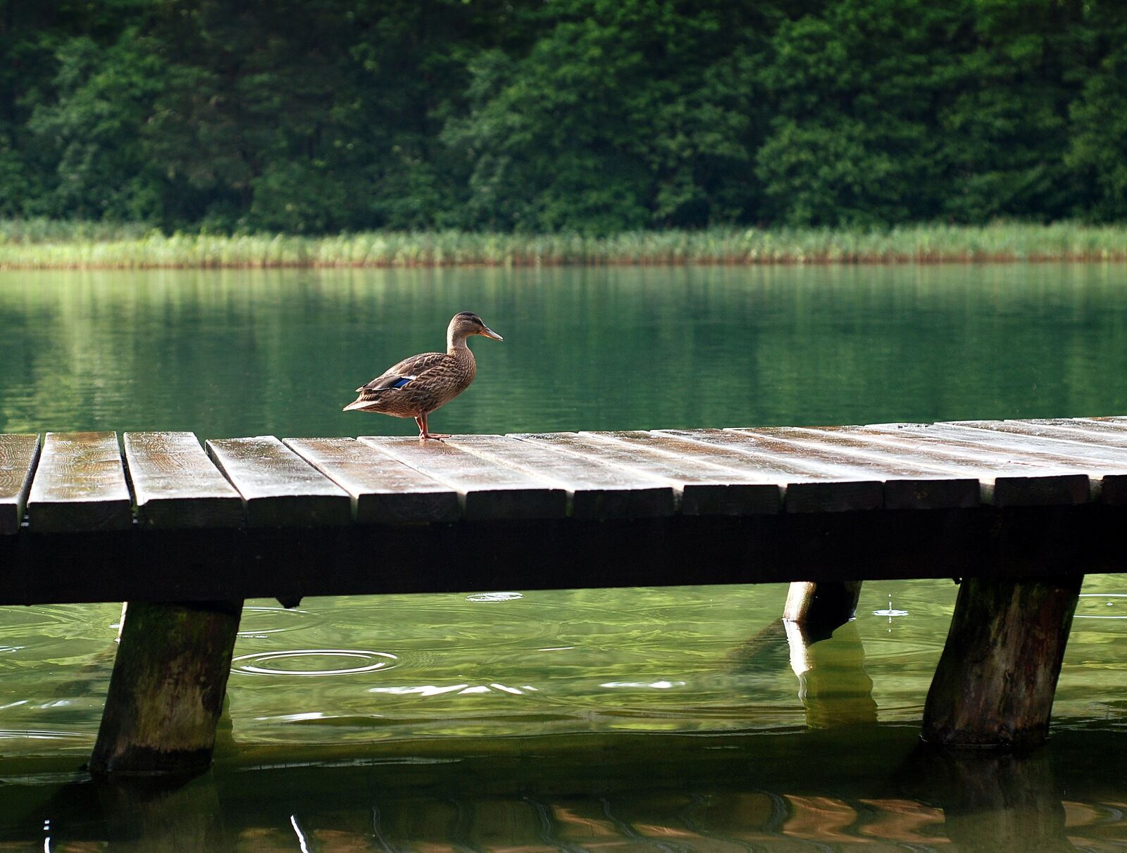 Nikon D80 sample photo. Duck, the wild duck photography