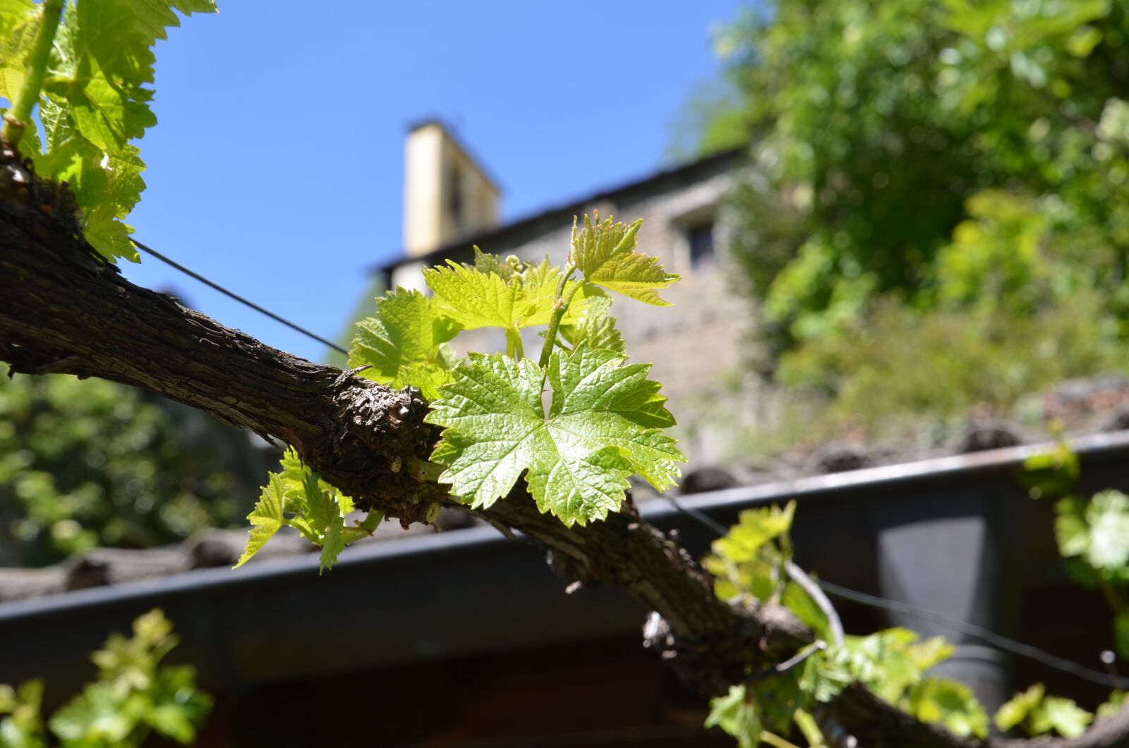 Nikon D7000 sample photo. Nature, grape, grape leaf photography