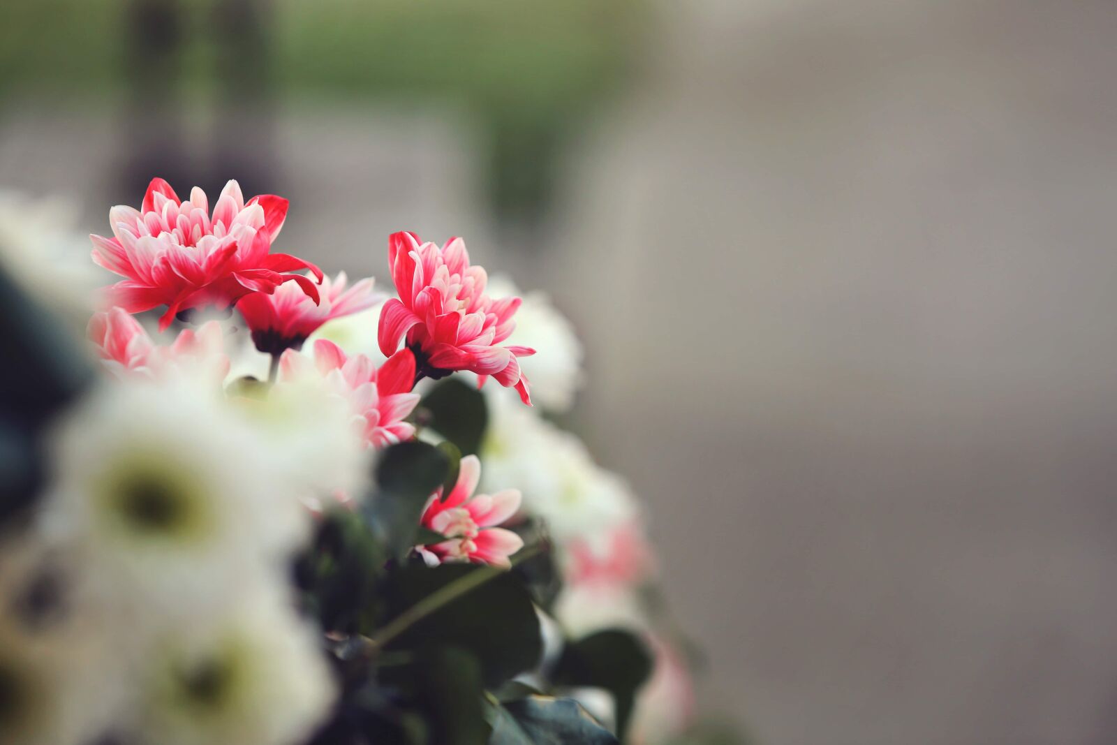 Canon EF 70-200mm F2.8L IS USM sample photo. Flower, petal, plant, blossom photography