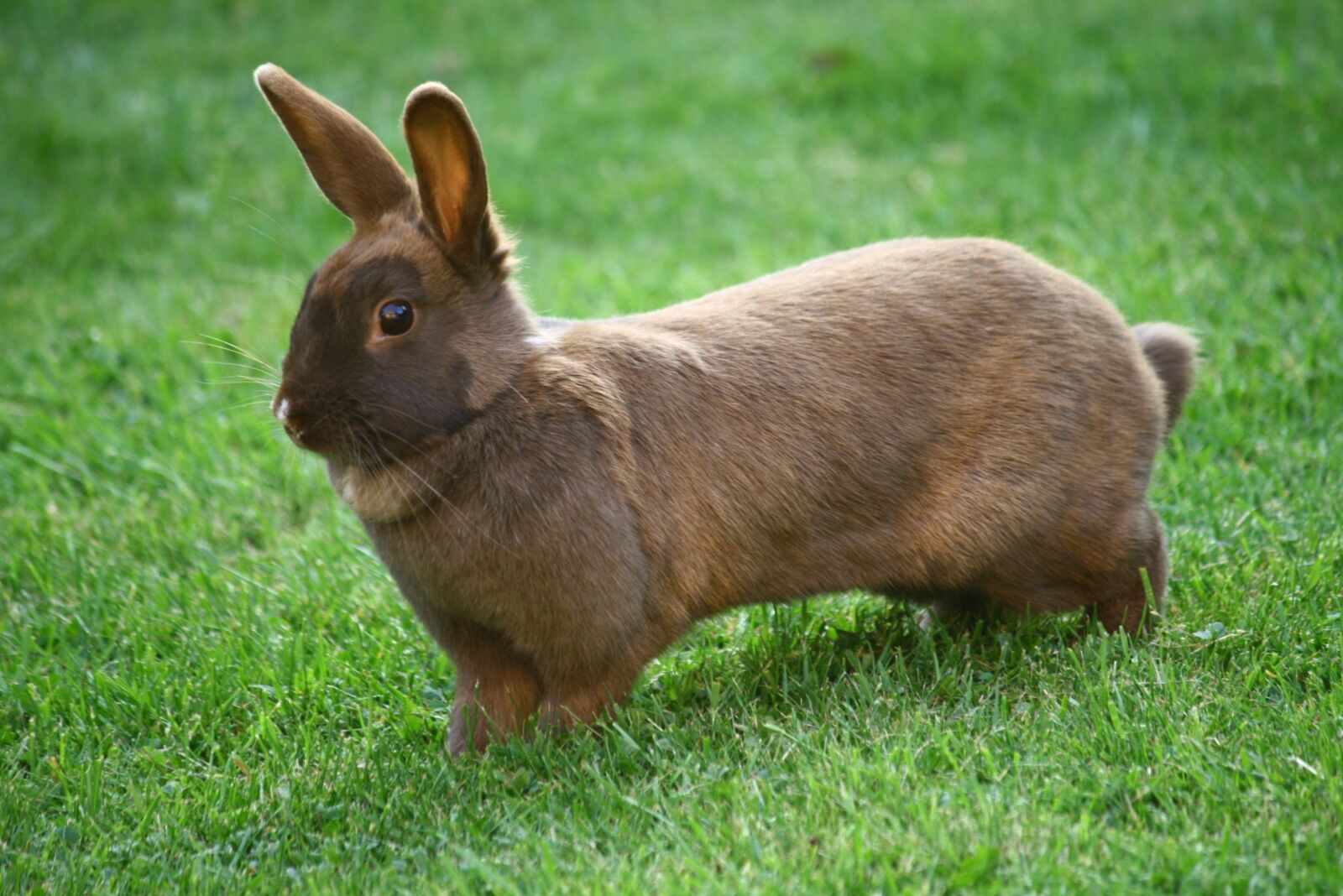 Canon EOS 400D (EOS Digital Rebel XTi / EOS Kiss Digital X) sample photo. Bunny, rabbit, pet photography