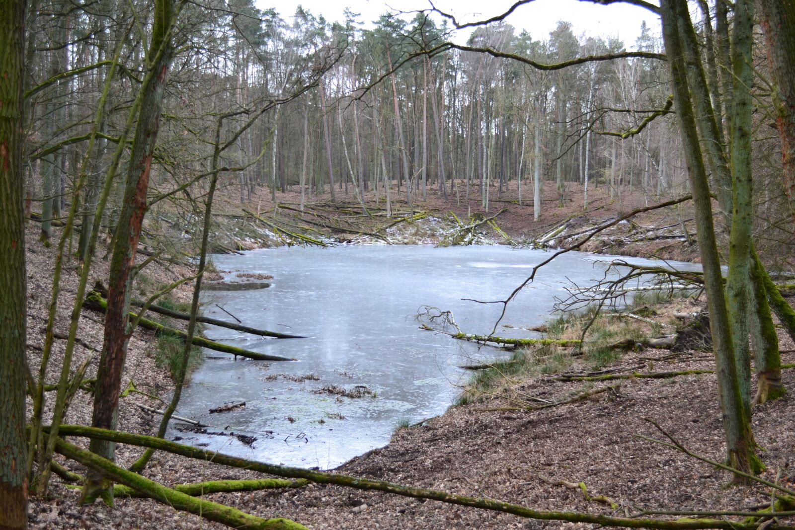 Nikon D3100 sample photo. Forest, water, nature photography
