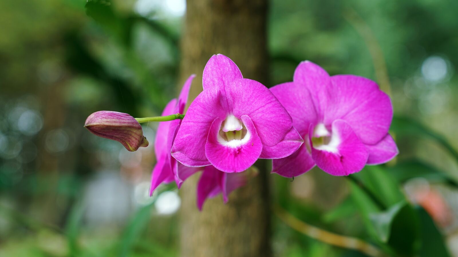 Sony a7R II + Sony FE 24-70mm F2.8 GM sample photo. Orchid, flower, nature photography