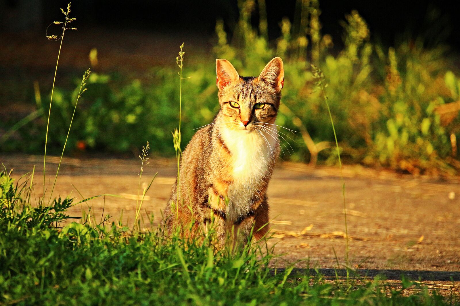 Canon EOS 100D (EOS Rebel SL1 / EOS Kiss X7) sample photo. Cat, mieze, kitten photography