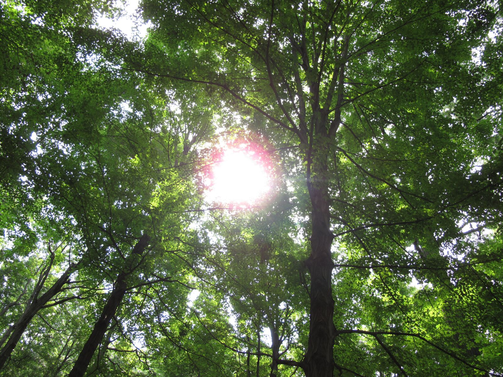 Canon PowerShot G10 sample photo. Sun shining through trees photography