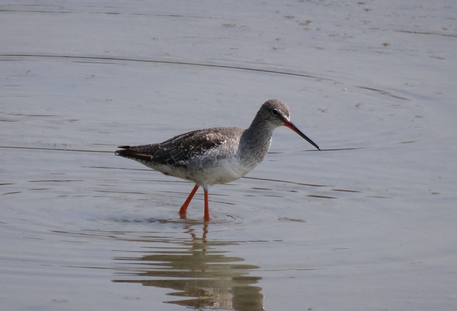 Sony Cyber-shot DSC-HX90V sample photo. Bird, wader, spotted redshank photography