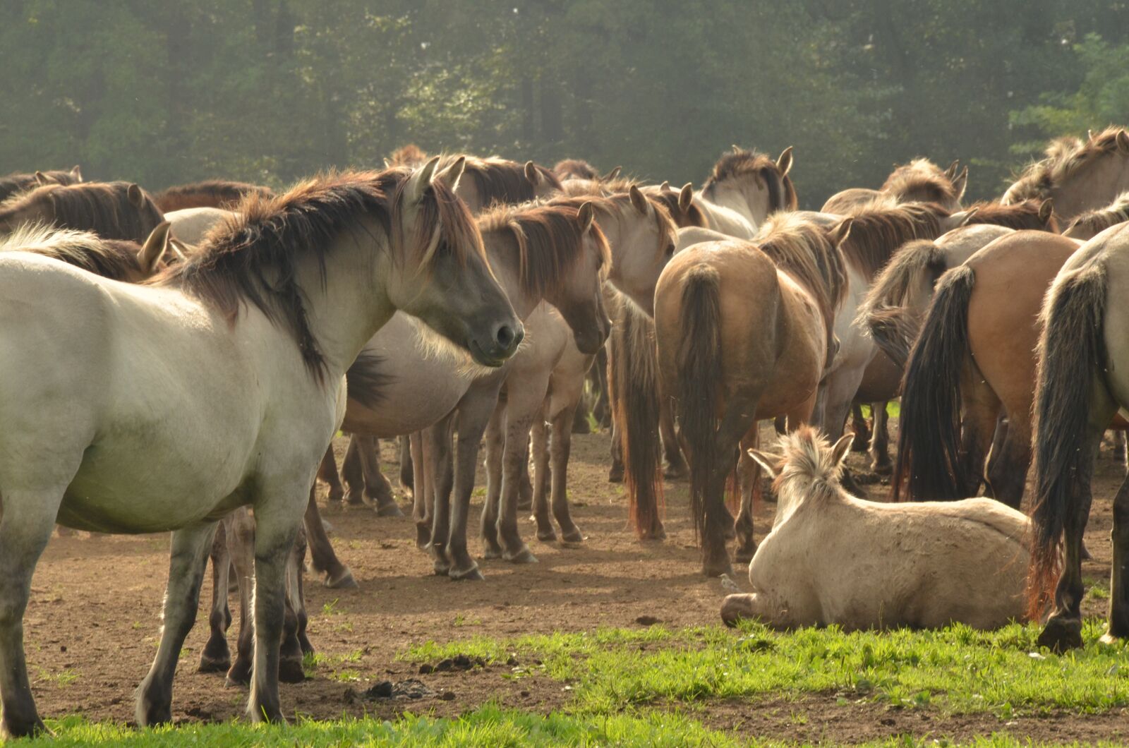 Nikon D7000 sample photo. Animal, mammal, horse photography
