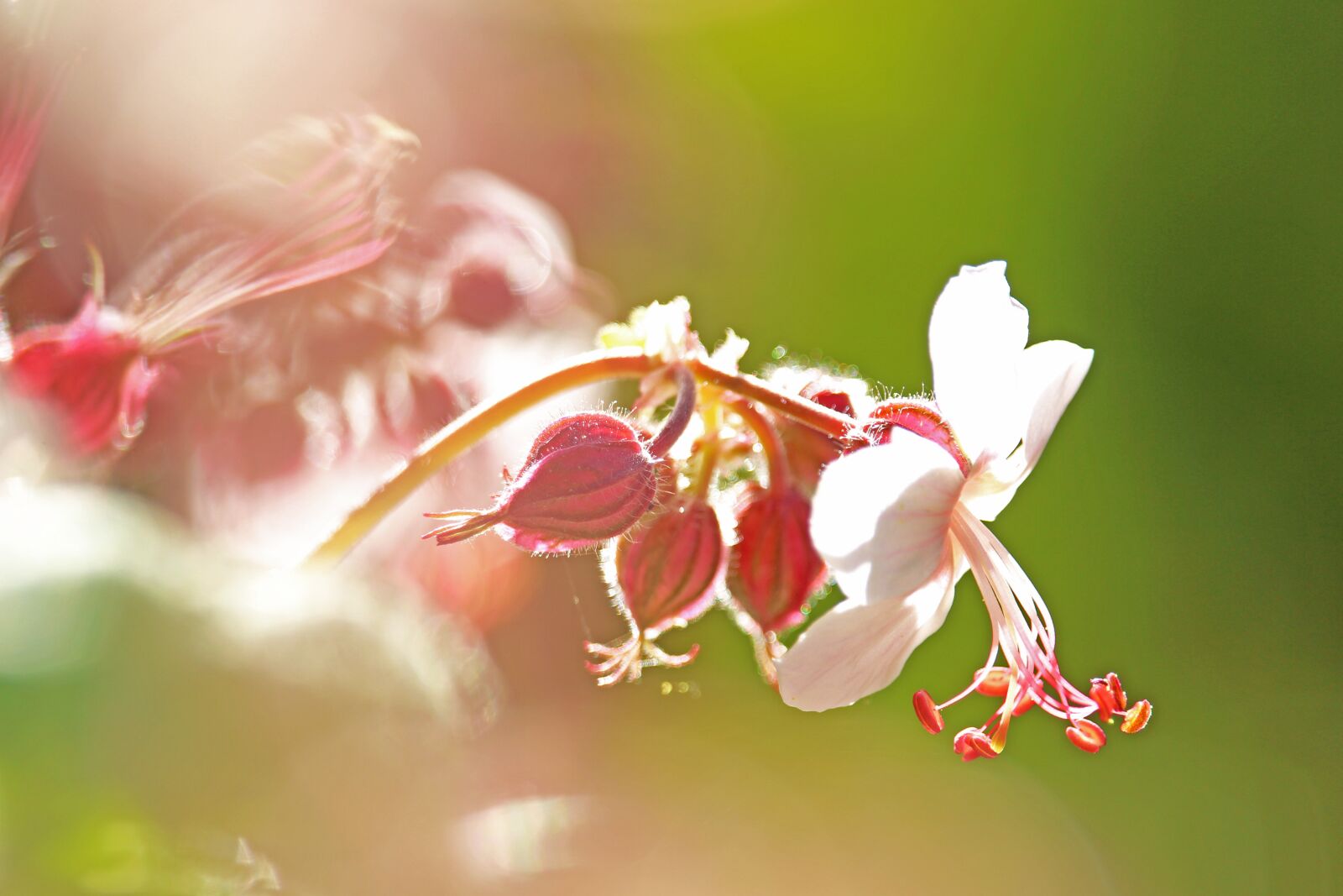 Canon EF-S 55-250mm F4-5.6 IS STM sample photo. Cranesbill, plant, nature photography