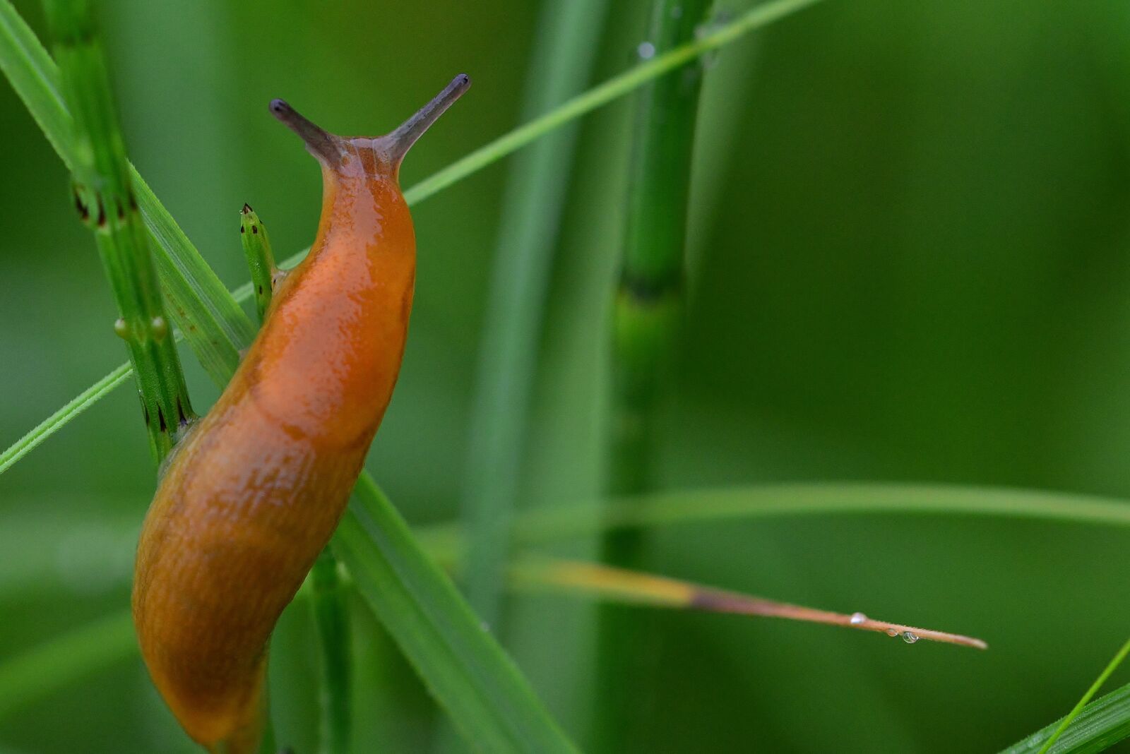 Nikon D5200 sample photo. Slug, grass, meadow photography