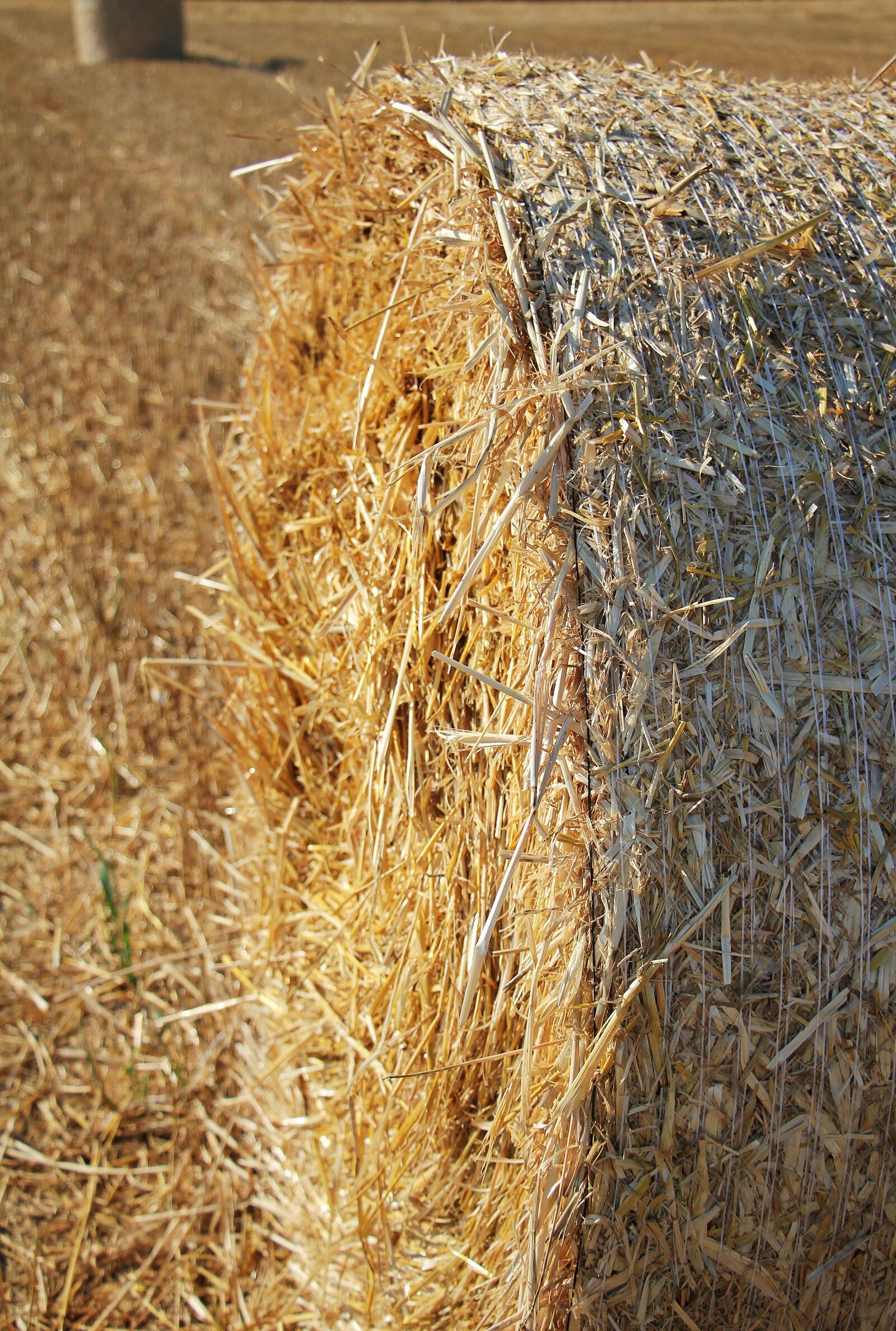Canon EOS 550D (EOS Rebel T2i / EOS Kiss X4) sample photo. Straw role, harvest, straw photography