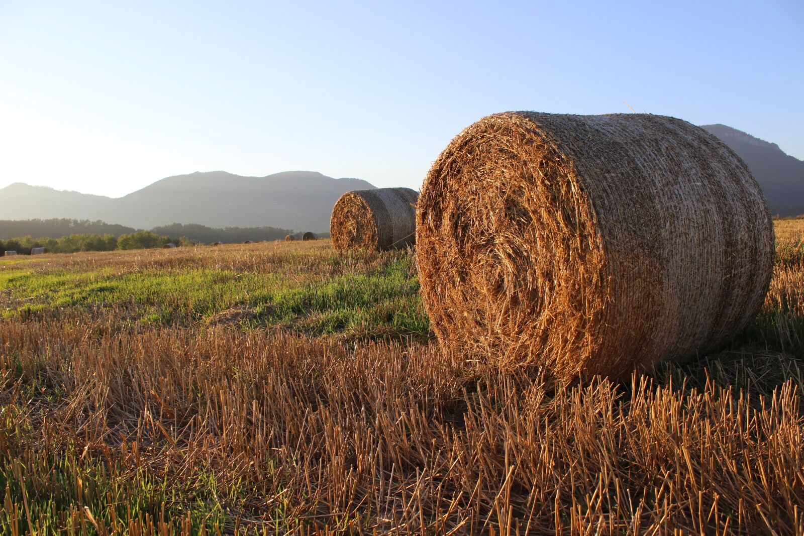 Canon EOS 600D (Rebel EOS T3i / EOS Kiss X5) sample photo. Straw, ssas straw, field photography