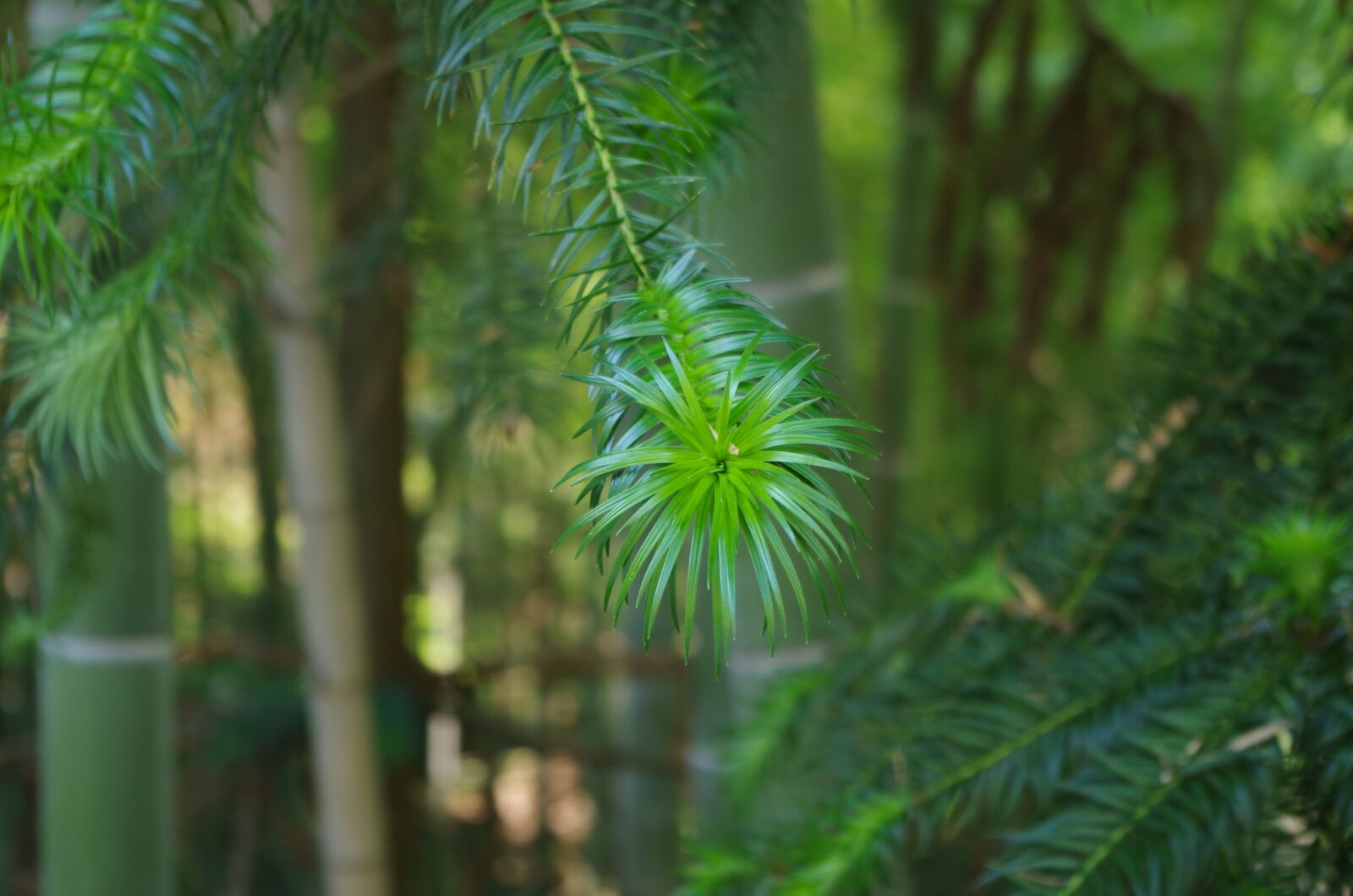 Pentax K-50 sample photo. Plant, loose leaf, green photography