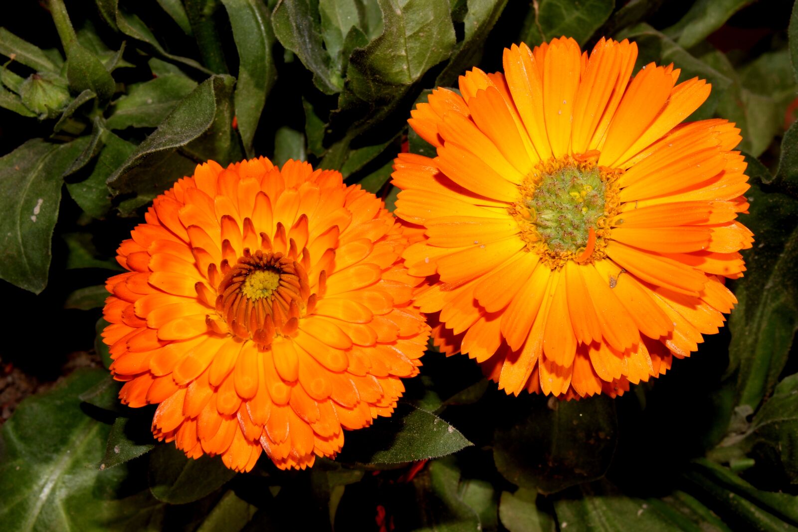 Canon EOS 700D (EOS Rebel T5i / EOS Kiss X7i) sample photo. Nature, beauty, flowers photography
