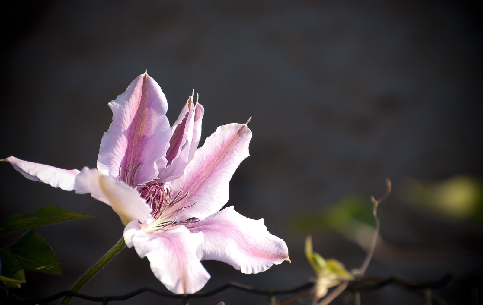 Nikon D80 sample photo. Flora, clematis 'nelly moser photography