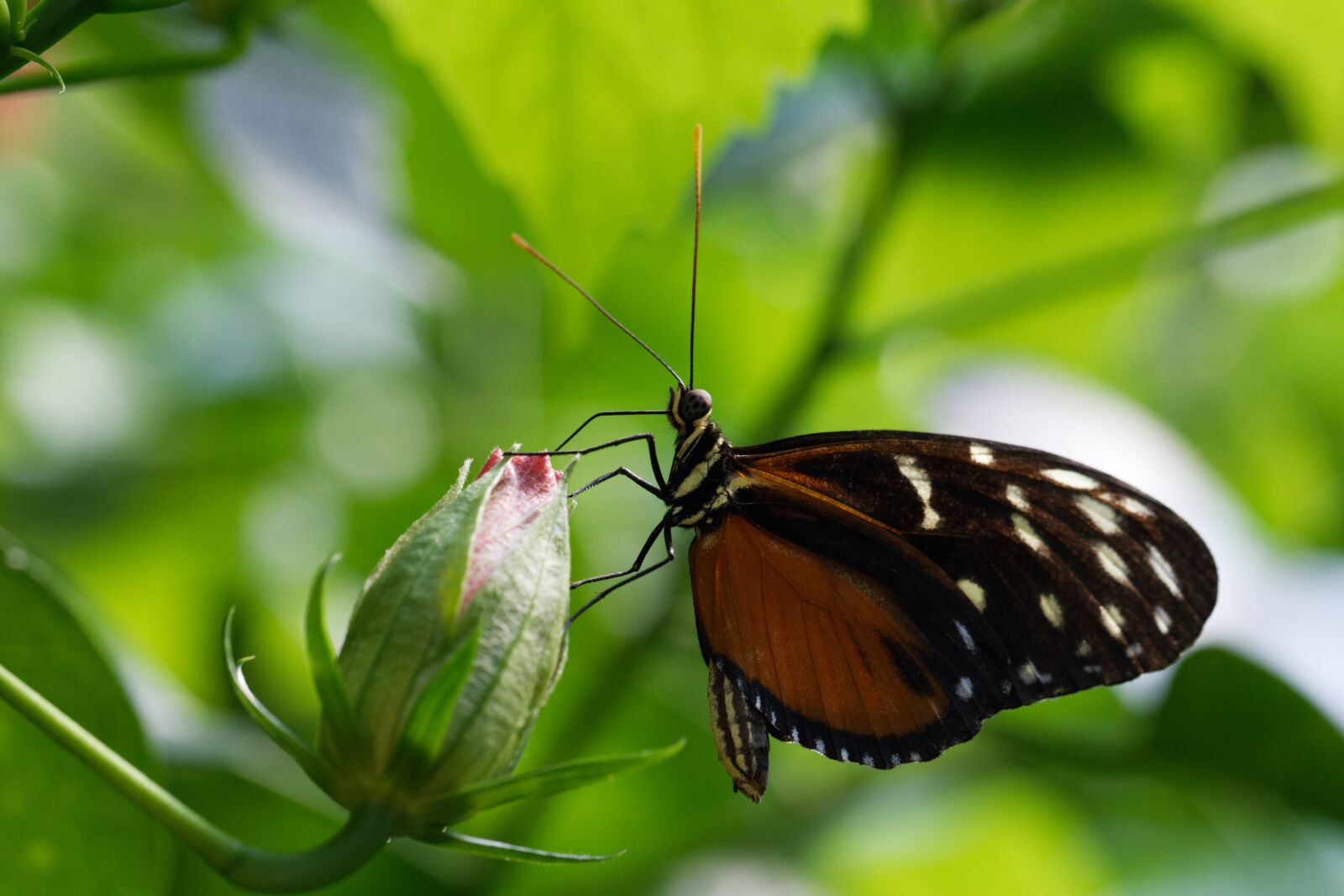 Nikon D500 sample photo. Butterfly, nature, insect photography