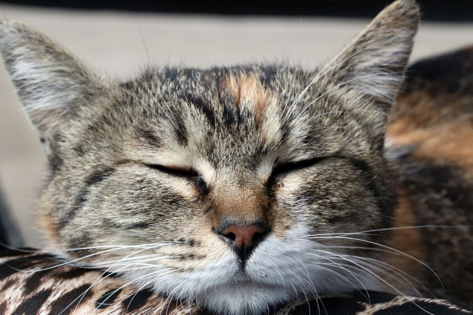 Canon EOS 800D (EOS Rebel T7i / EOS Kiss X9i) sample photo. Cat, street cat, gilnyangyi photography
