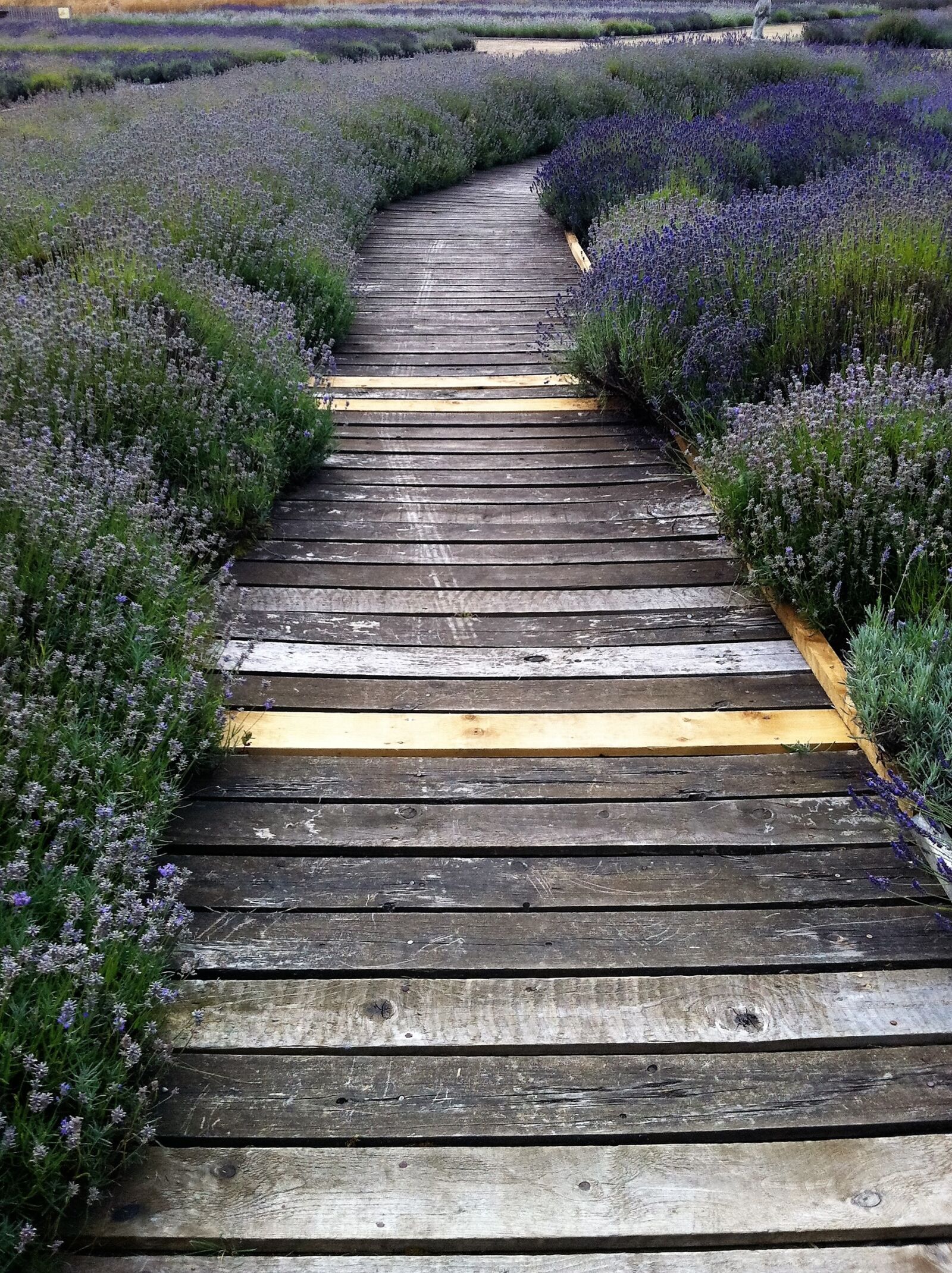 Apple iPhone 4 + iPhone 4 back camera 3.85mm f/2.8 sample photo. Path, lavender, wood planks photography