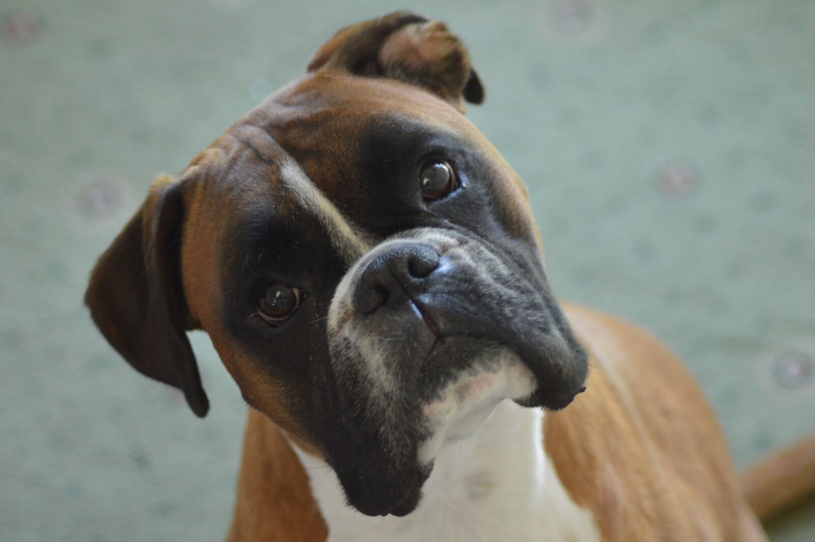 Nikon D3200 sample photo. Boxer, boxer dog, pet photography