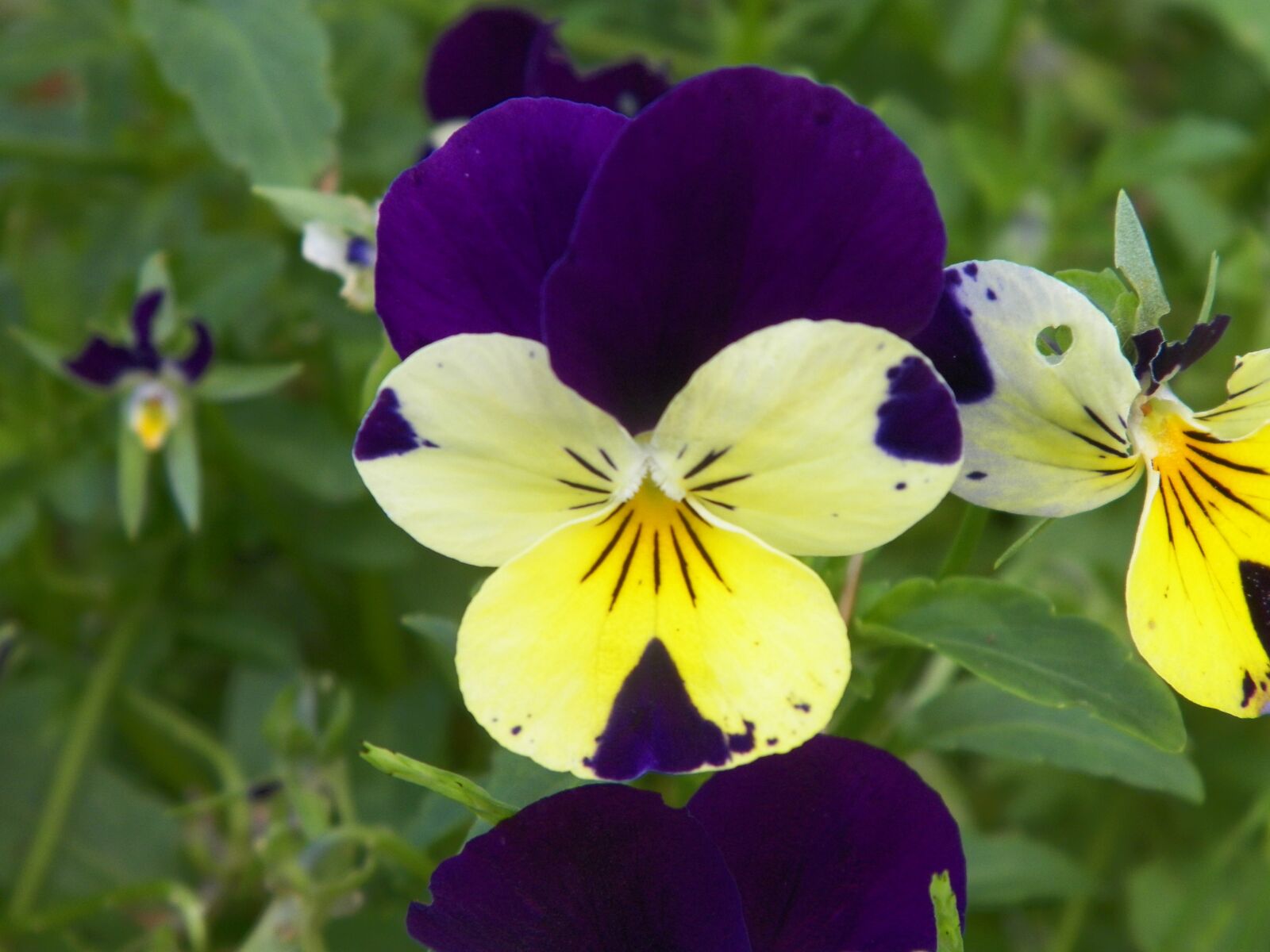 Kodak EASYSHARE Z5010 DIGITAL CAMERA sample photo. Yellow, purple, flower photography