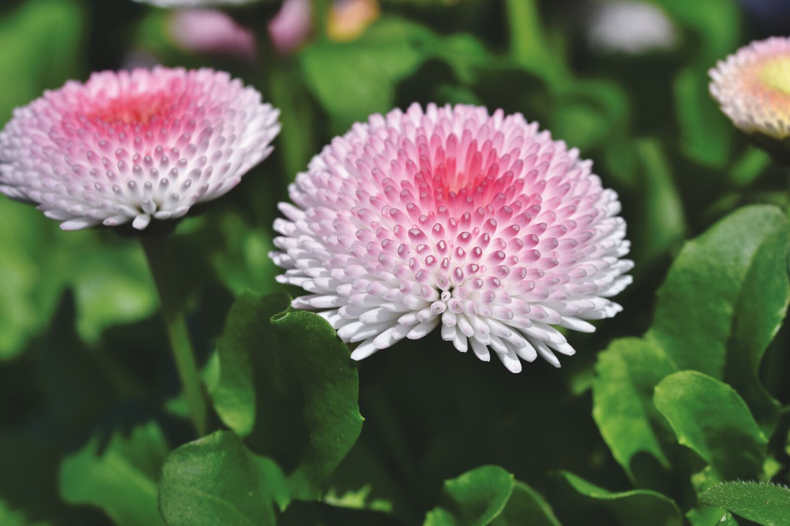 Nikon D7200 sample photo. Daisy, geese flower, spring photography