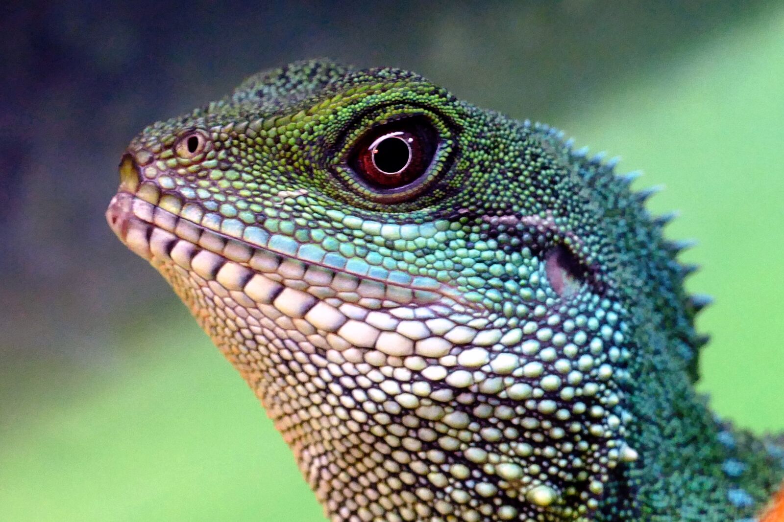 Panasonic Lumix DMC-FZ1000 sample photo. Chinese water dragon, head photography