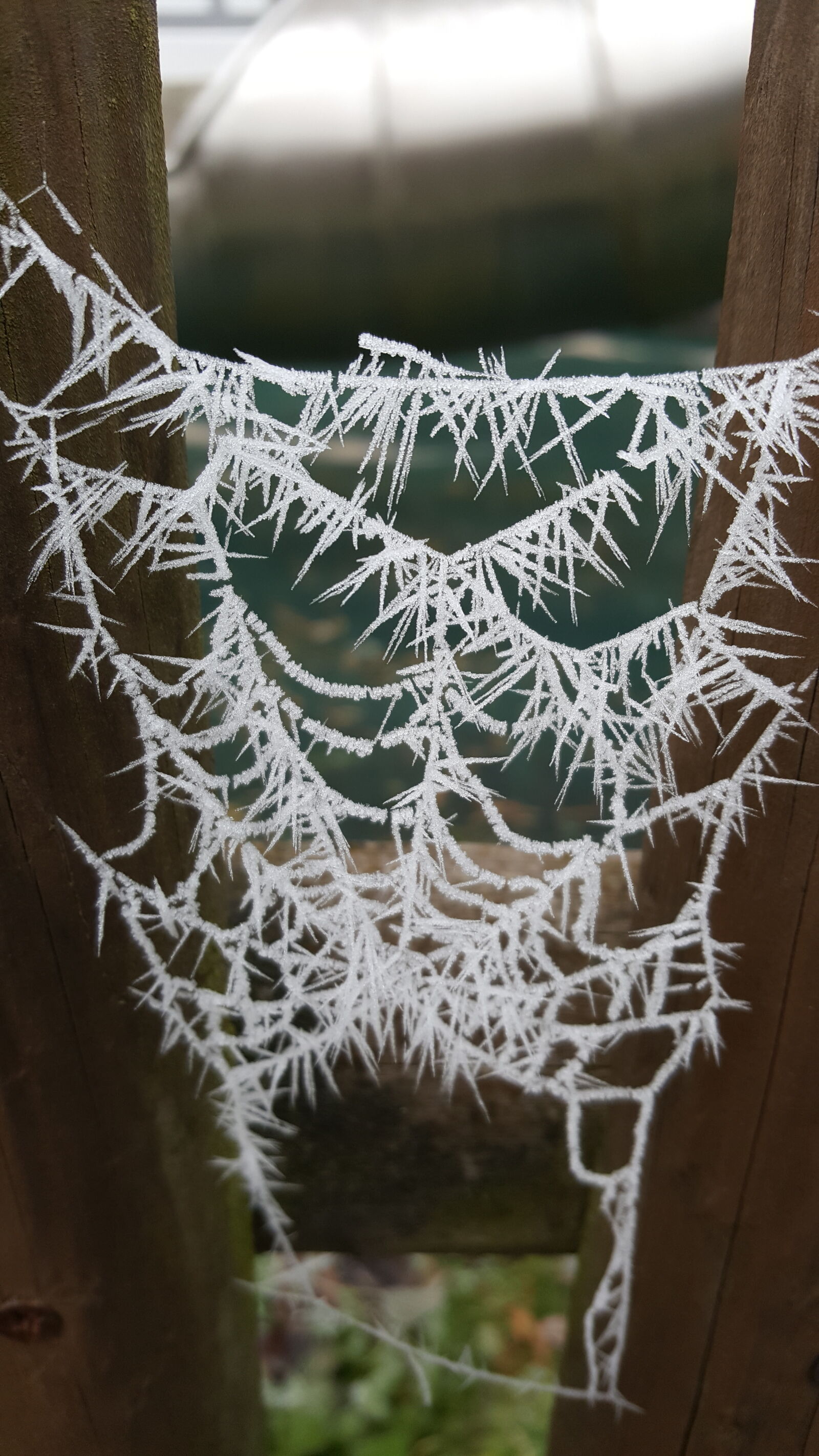 Samsung Galaxy S6 sample photo. Cobweb photography