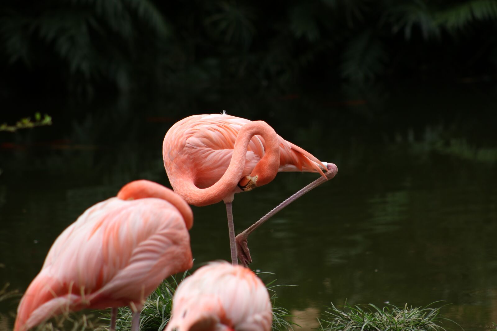 Canon EOS 750D (EOS Rebel T6i / EOS Kiss X8i) + Canon EF75-300mm f/4-5.6 sample photo. Flamenco, birds, flamingo photography