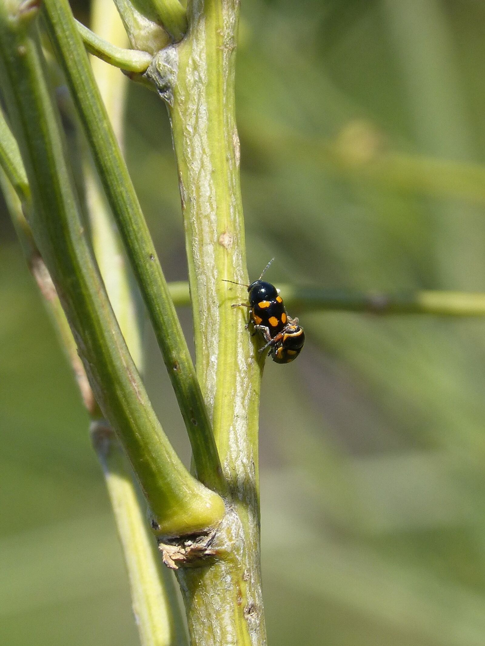 Panasonic DMC-FZ62 sample photo. Insects, coleoptera, copulation photography