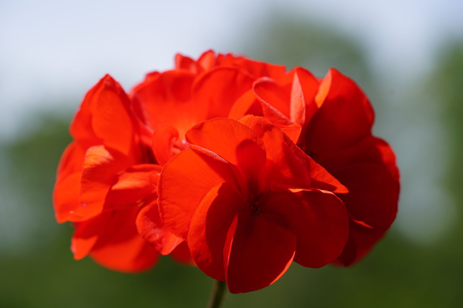 Sony a7R II + Sony FE 90mm F2.8 Macro G OSS sample photo. Geraniums bloom, geranium, blossom photography