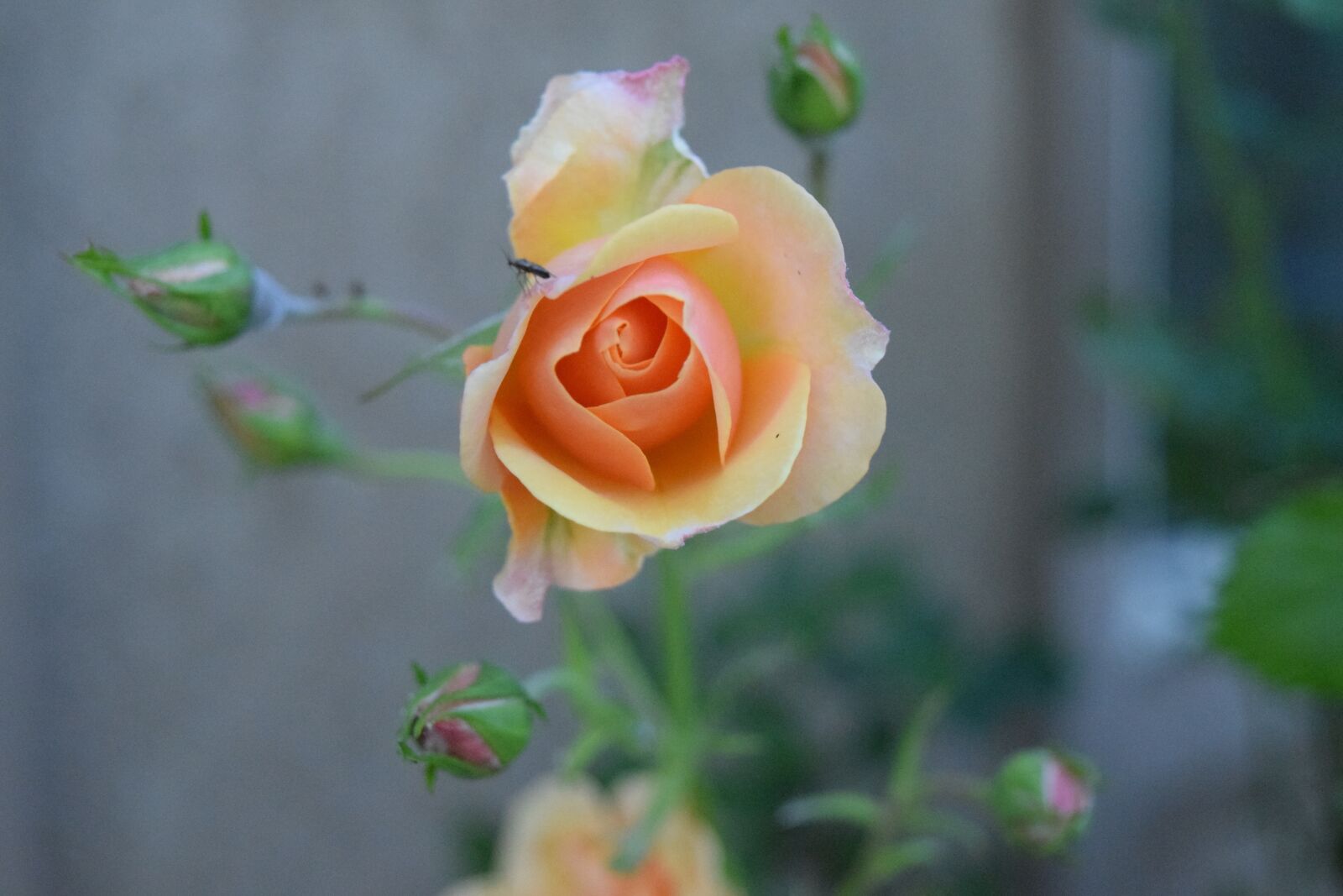 Nikon D5300 sample photo. Rose, flower, bug photography
