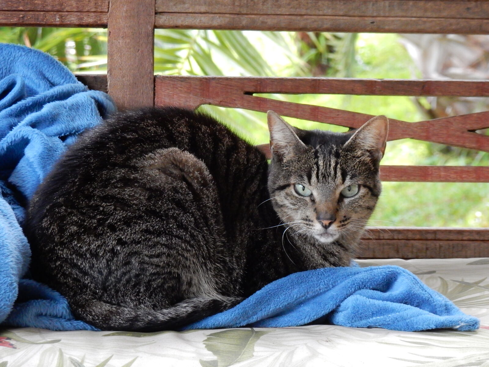 Nikon Coolpix S9900 sample photo. Blanket, cat, stripes photography