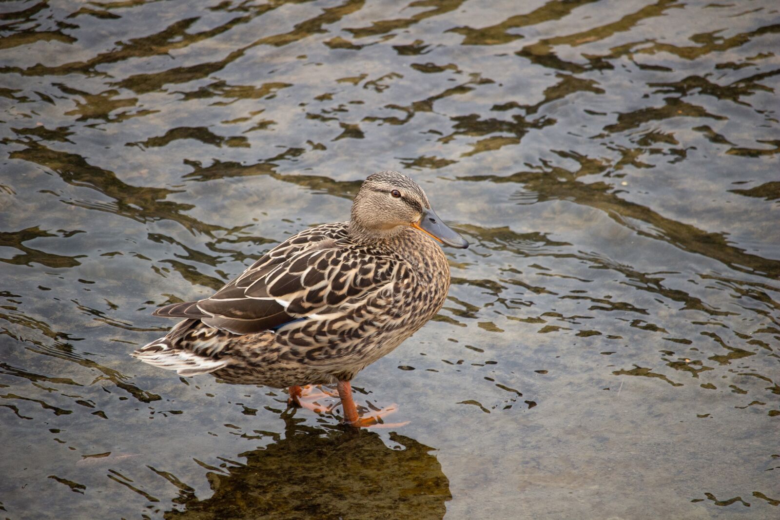 Canon EOS 100D (EOS Rebel SL1 / EOS Kiss X7) sample photo. Duck, river, bird photography