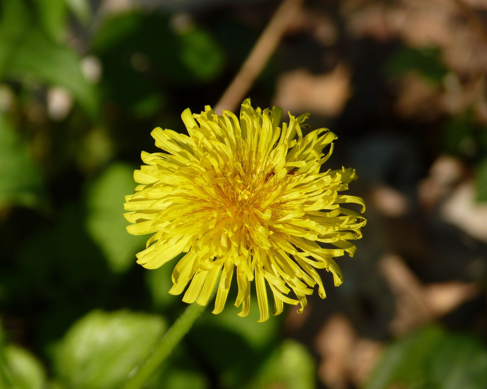 Panasonic Lumix DMC-FZ35 (Lumix DMC-FZ38) sample photo. Dandelion, flower, yellow photography