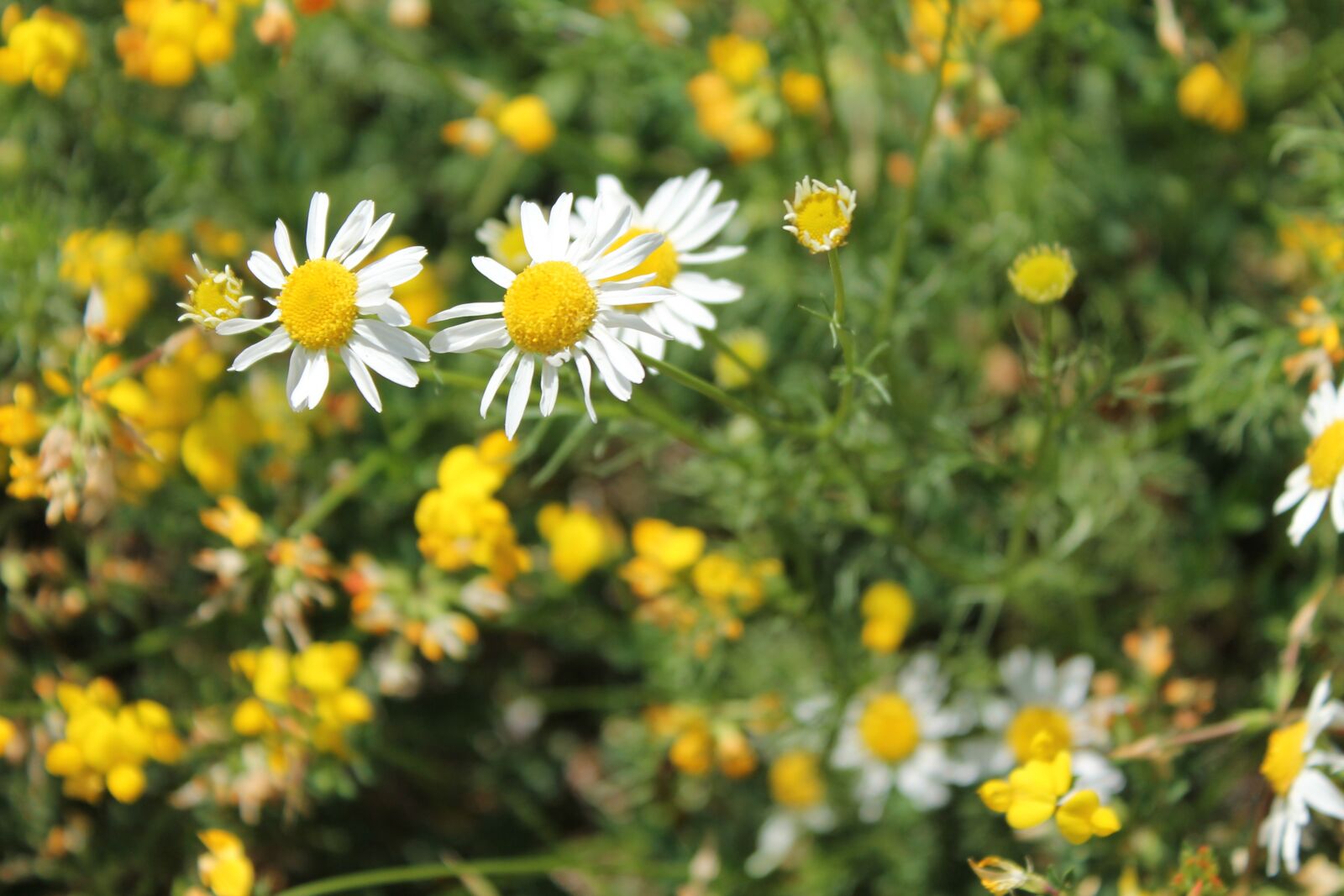 Canon EOS 1100D (EOS Rebel T3 / EOS Kiss X50) sample photo. Daisy, yellow, white photography