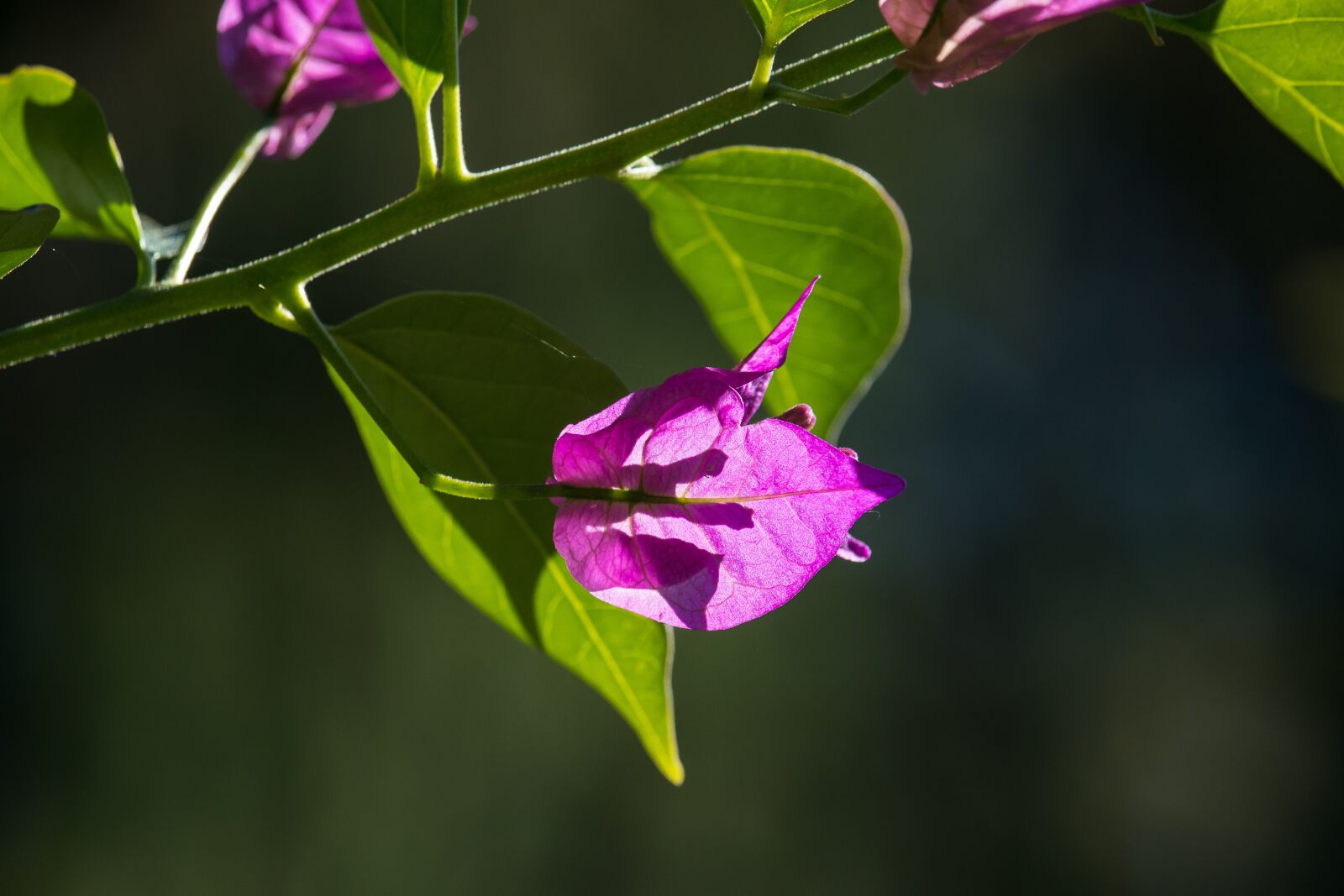 Canon EF-S 55-250mm F4-5.6 IS STM sample photo. Bougainvillea, triple flower, flower photography