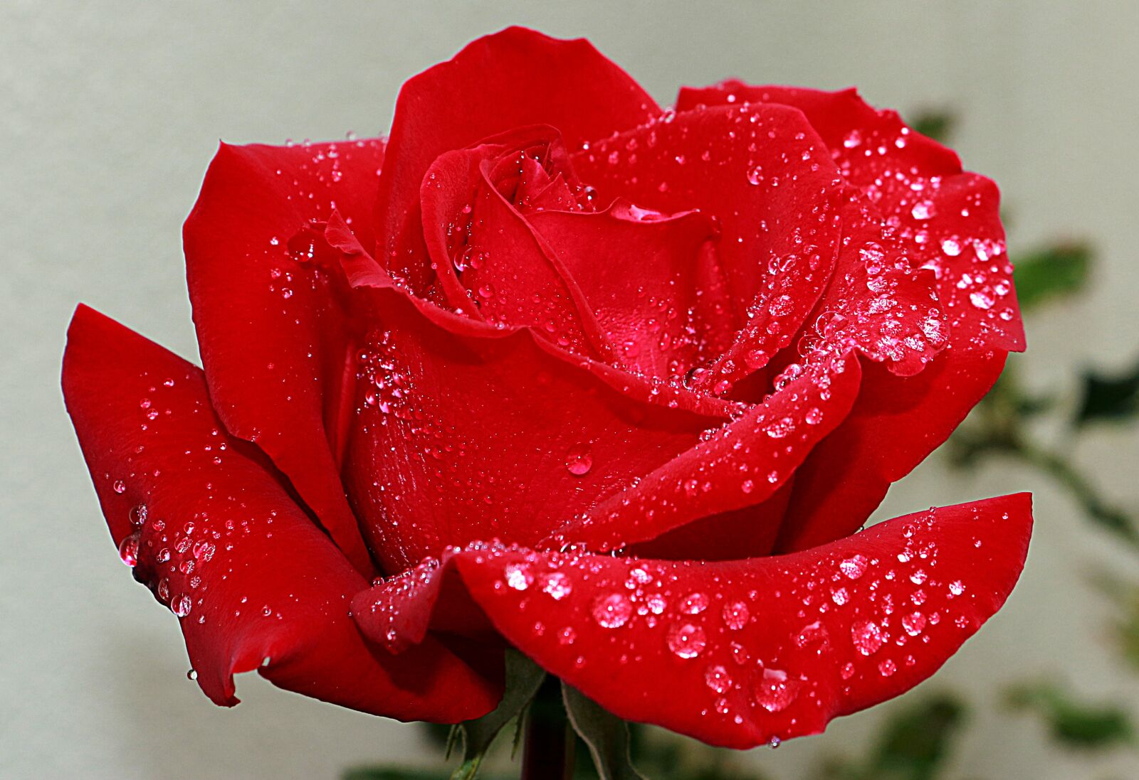 Canon EOS 70D sample photo. Rosa, red, macro photography