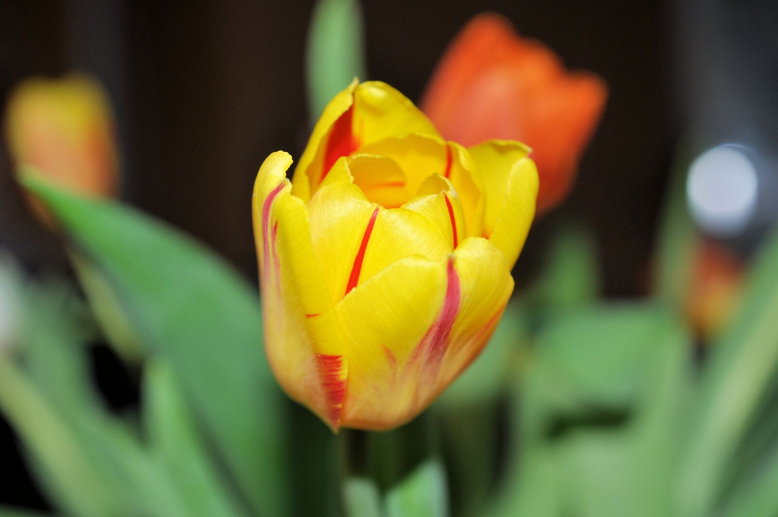 Nikon D90 sample photo. Tulip, flower, nature photography
