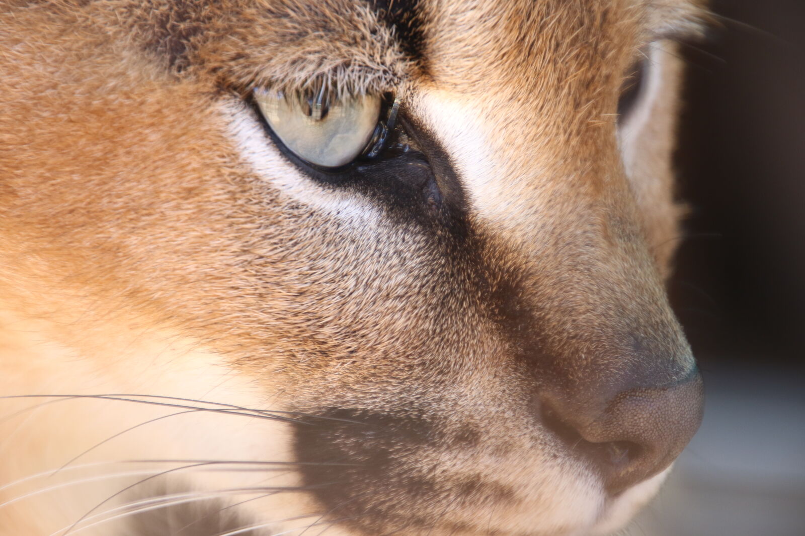 Canon EOS 7D Mark II sample photo. Animals, brown, cat, eyes photography