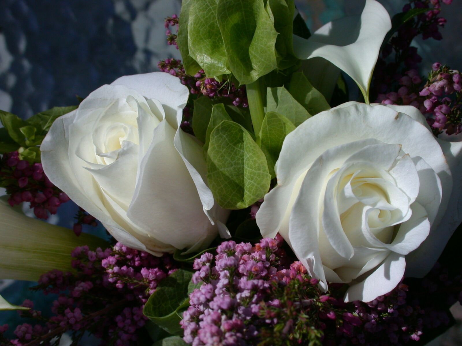 Nikon E995 sample photo. Roses, vase, white roses photography