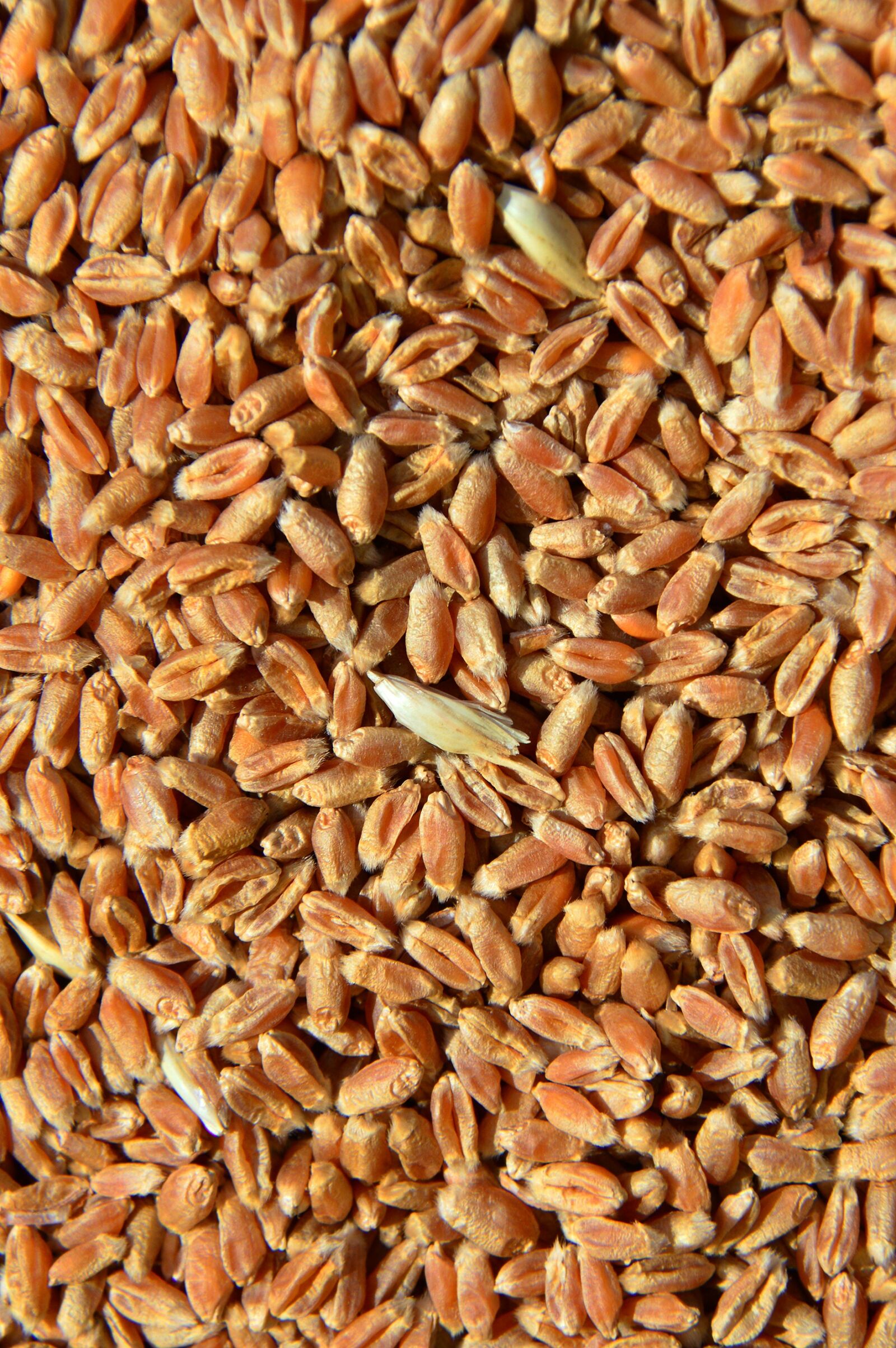 Nikon D3200 sample photo. Wheat, crop, agriculture photography