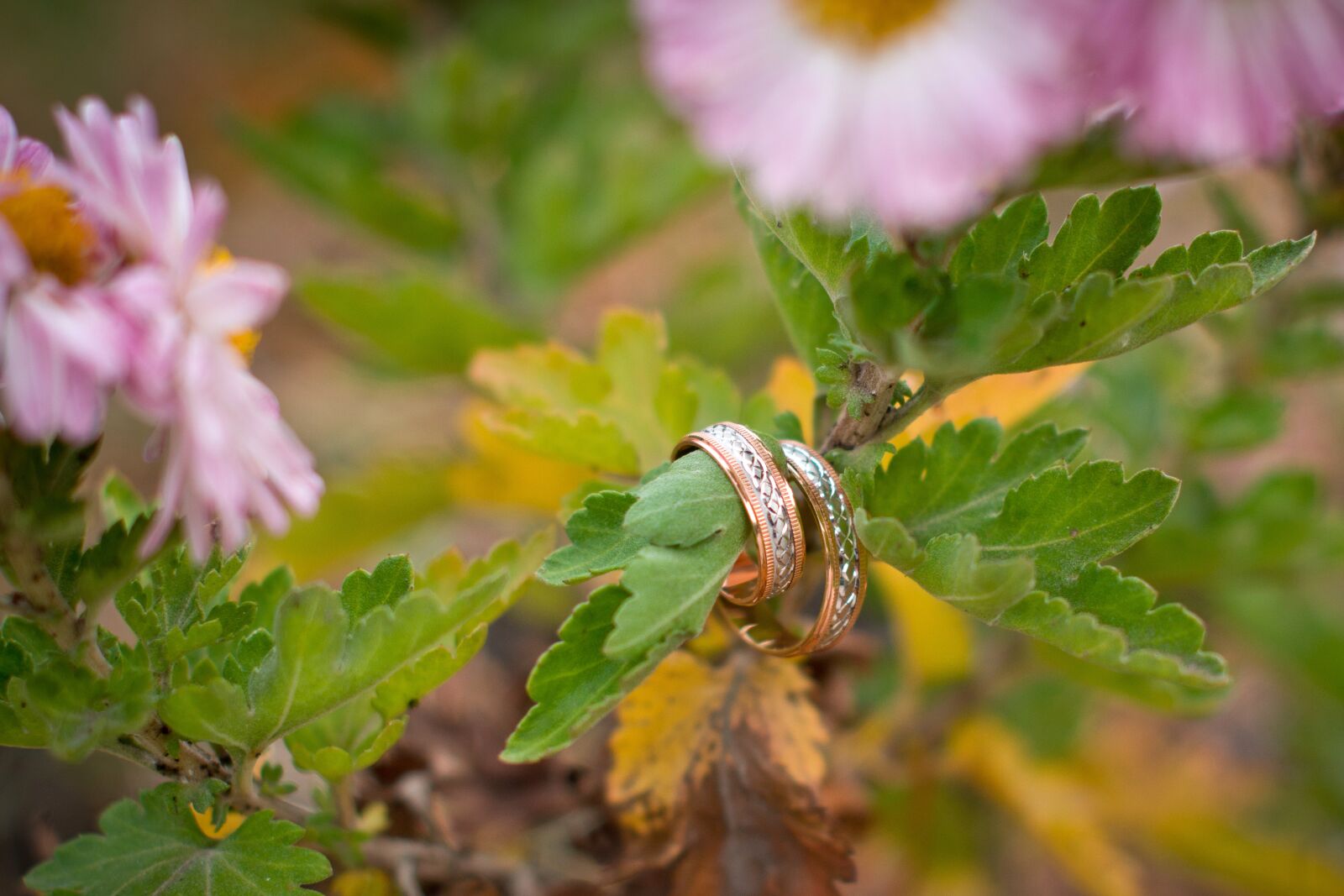Nikon D7000 sample photo. Nature, plant, sheet photography