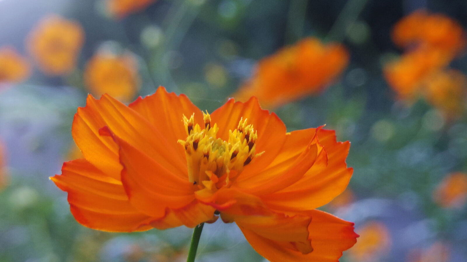 Pentax Q10 sample photo. Flower photography