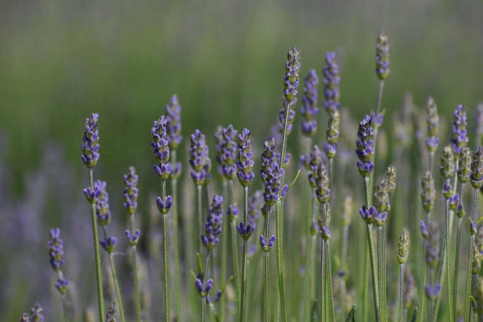 Nikon D3500 sample photo. Flowers, spring, flora photography