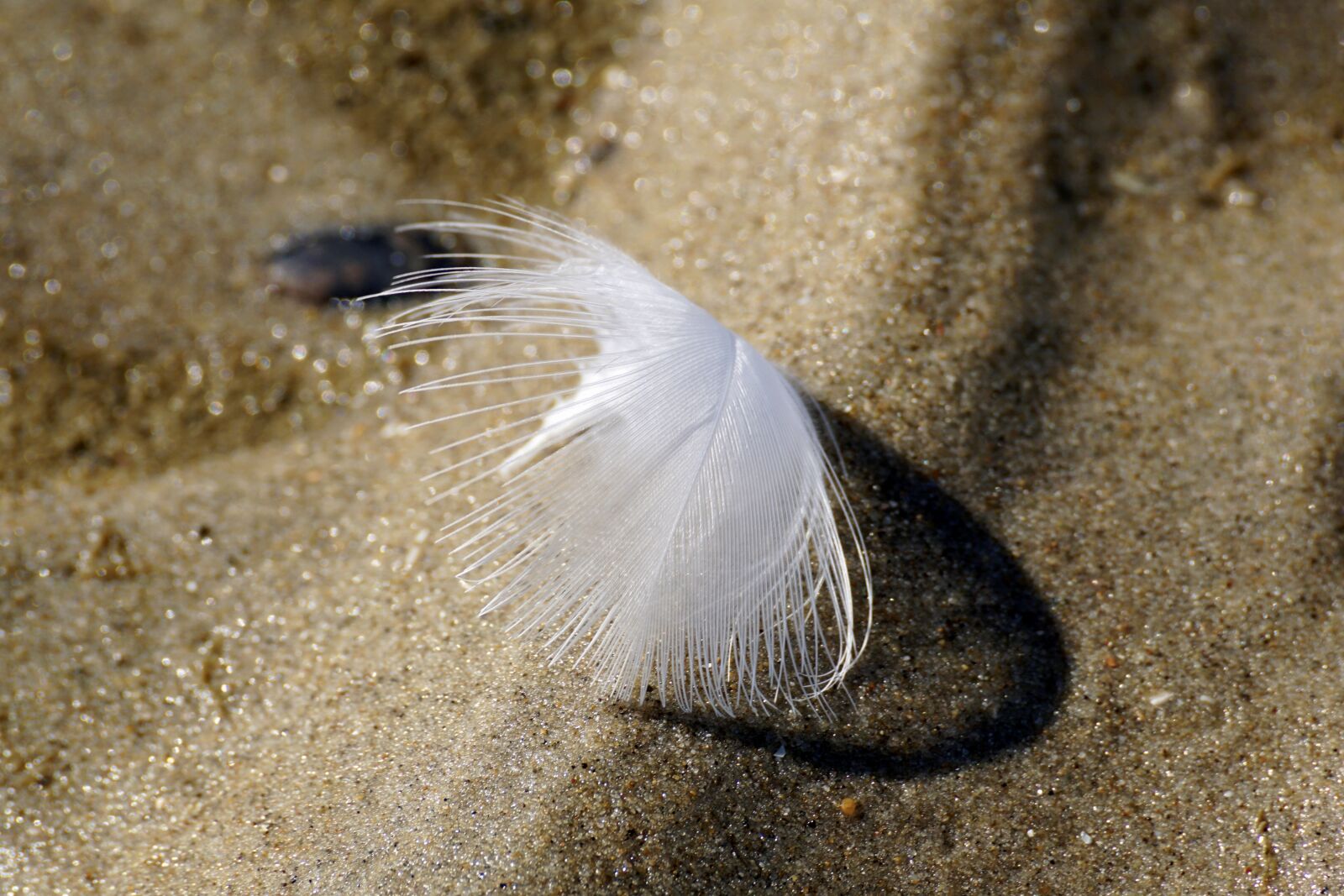 Sony DT 55-300mm F4.5-5.6 SAM sample photo. Feather, white, slightly photography