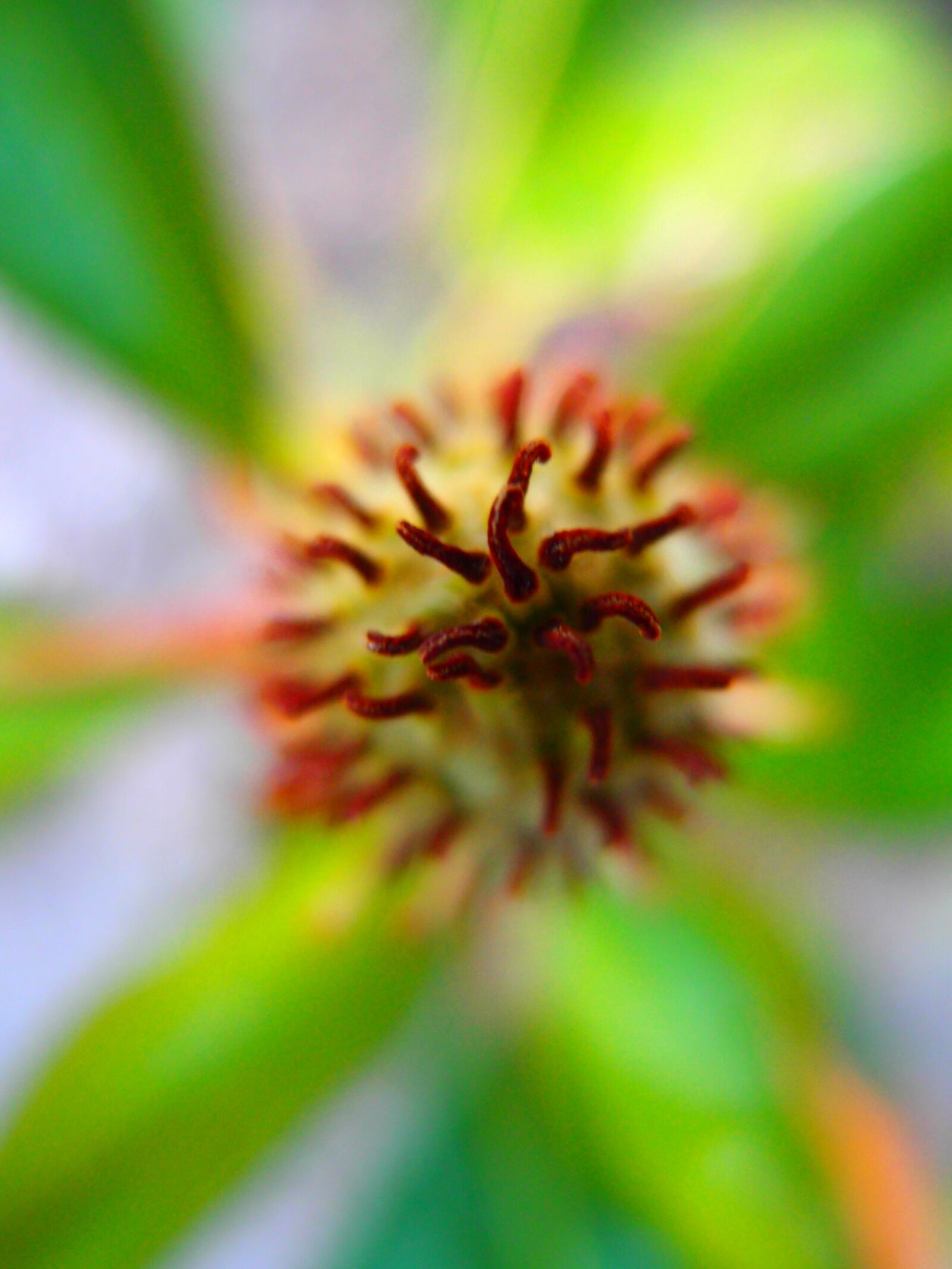 Olympus XZ-1 sample photo. Flower, stamens, plant photography